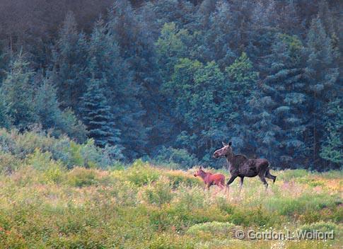 Heading For The Hills_02363.jpg - Cow Moose with Calf photographed on the north shore of Lake Superior near Wawa, Ontario, Canada.